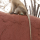 Illustration for article titled Out of Africa. Monkey Business.